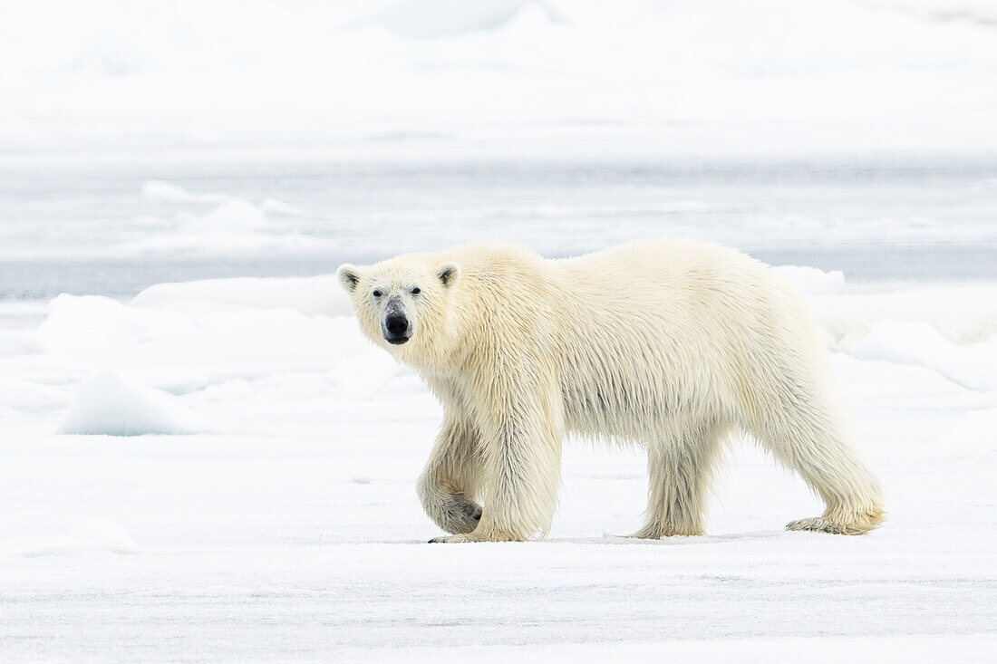  Polar bear (Ursus maritimus) on ice and snow in Lomfjorden, Spitsbergen, Svalbard, Norway, Arctic 