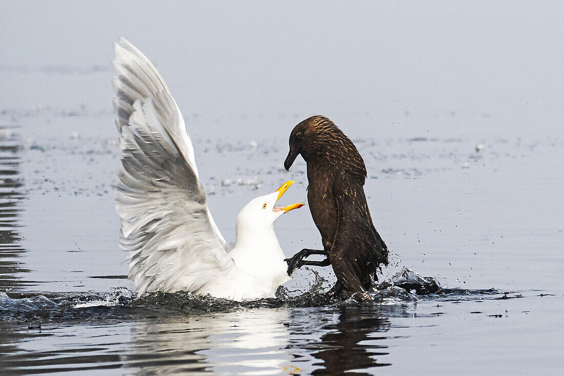  A Glaucous Gull (Larus hyperboreus) fighting with a Skua (Stercorarius skua) fighting in the sea, Alkefjellet, Spitsbergen, Svalbard, Norway, Arctic 