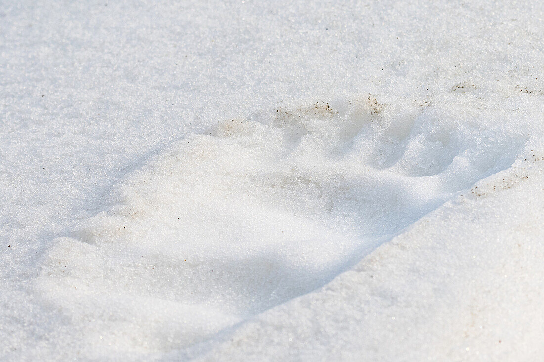 Fussabdruck Eisbär im Schnee, Spitzbergen, Svalbard, Norwegen, Arktis