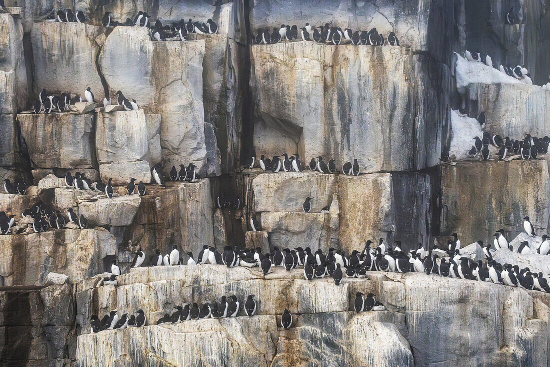  Thick-billed guillemots (Uria lomvia) at the bird cliff Alkefjellet, guillemot cliff in the Hinlopen Strait, main attraction are thick-billed guillemots, Spitsbergen, Svalbard, Norway, Arctic 