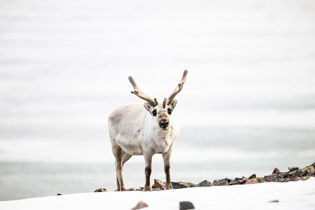 Spitzbergenrentier (Rangifer tarandus platyrhynchus) in der artischen Landschaft, Spitzbergen, Svalbard, Norwegen, Arktis