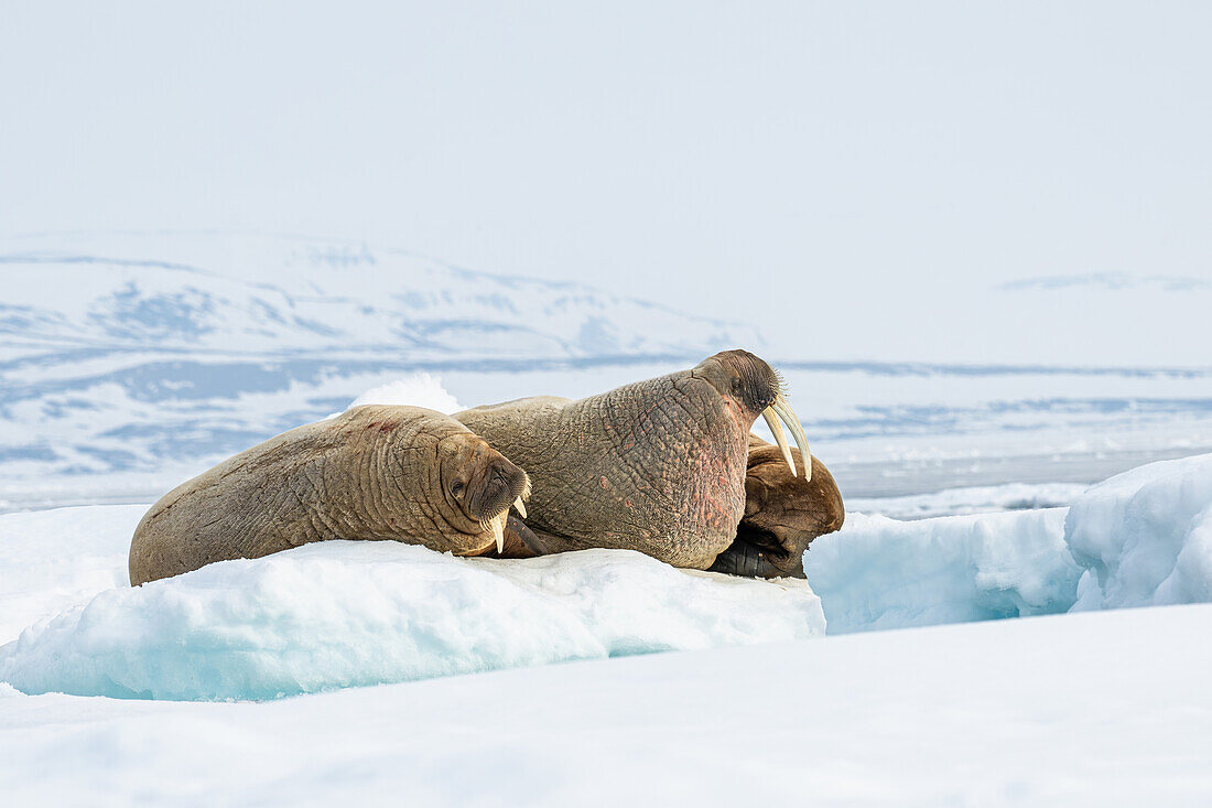 Walrosse (Odobenus rosmarus) auf einer Eisscholle, Spitzbergen, Svalbard, Norwegen, Arktis