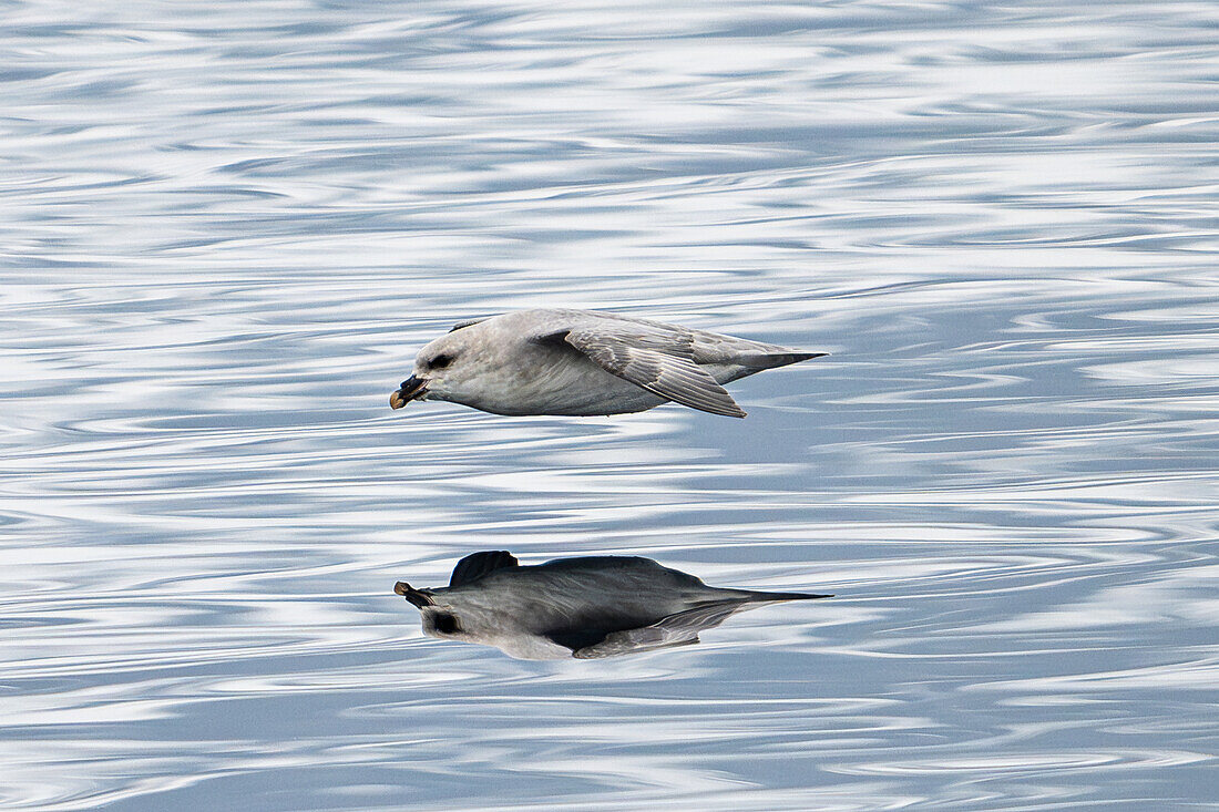 Eissturmvogel (Fulmarus glacialis) im Flug, Spitzbergen, Svalbard, Norwegen, Arktis