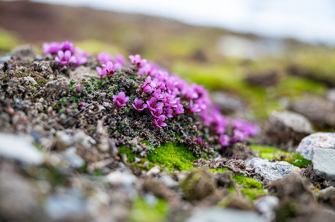 Roter Steinbrech (Saxifraga oppositifolia) in der arktischen Landschat auf Spitzbergen, Spitzbergen, Svalbard, Norwegen, Arktis