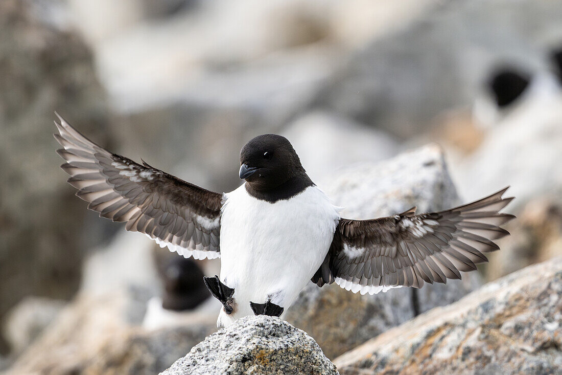  Little Auks (All all) approaching for landing at Fuglesangen, Spitsbergen, Svalbard, Norway, Arctic 