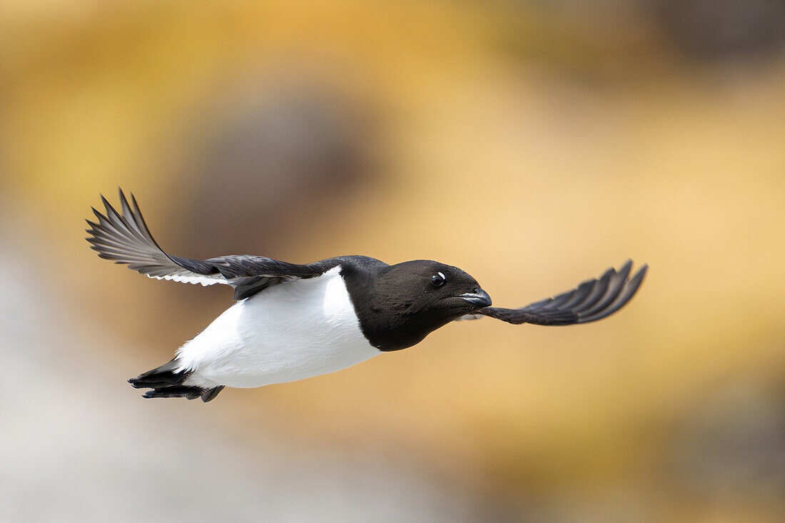 Krabbentaucher (Alle alle) im Flug bei Fuglesangen, Spitzbergen, Svalbard, Norwegen, Arktis