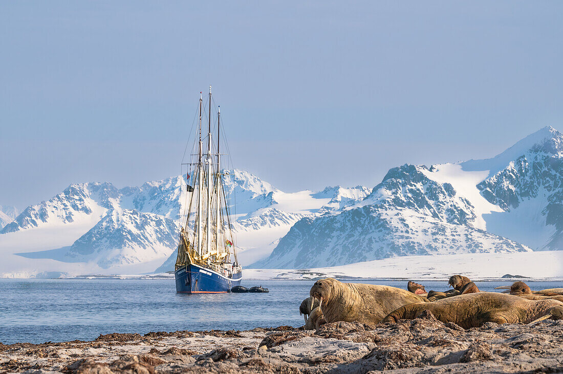 Walrosse (Odobenus rosmarus) Kolonie von Bullen auf Smeerenburg mit der Rembrandt van Rijn im Hintergrund, Spitzbergen, Svalbard, Norwegen, Arktis