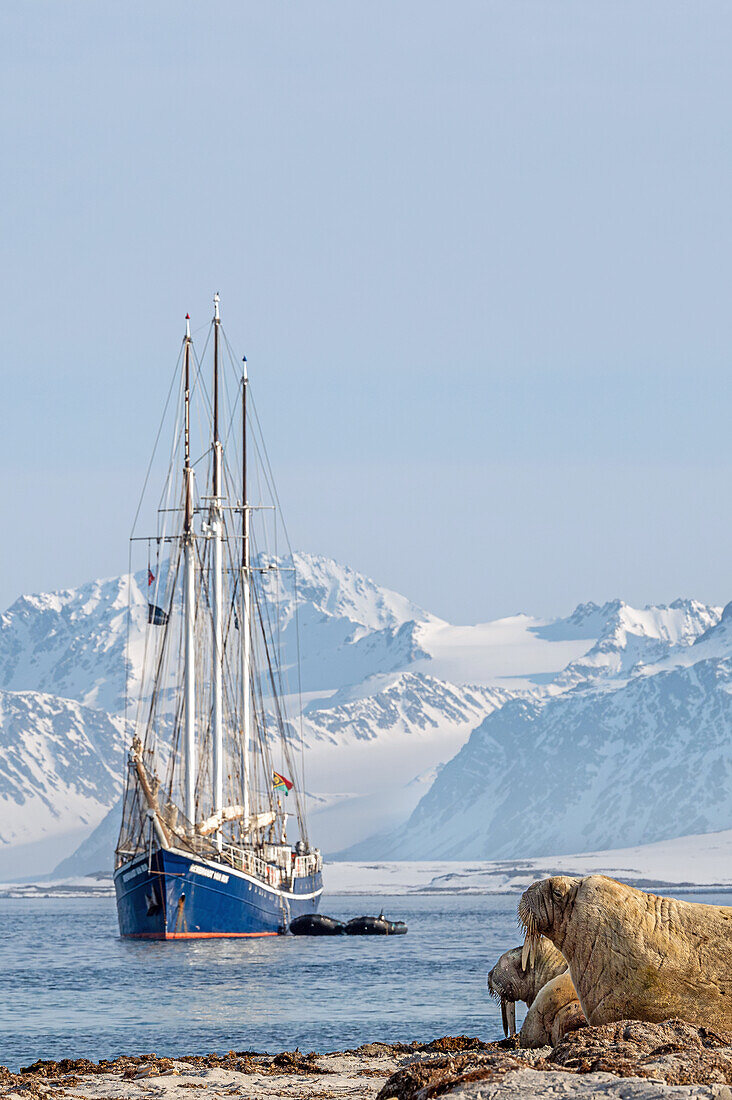  Walruses (Odobenus rosmarus) colony of bulls on Smeerenburg with the Rembrandt van Rijn in the background, Spitsbergen, Svalbard, Norway, Arctic 