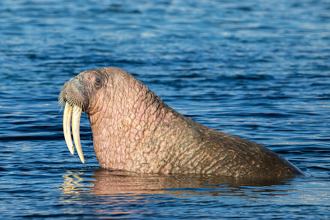  Walrus (Odobenus rosmarus) in the sea near Smeerenburg, Spitsbergen, Svalbard, Norway, Arctic 