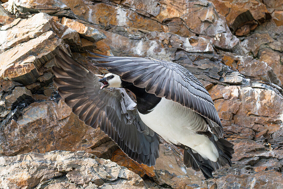  Barnacle goose (Branta leucopsis) in flight, Spitsbergen, Svalbard, Norway, Arctic 