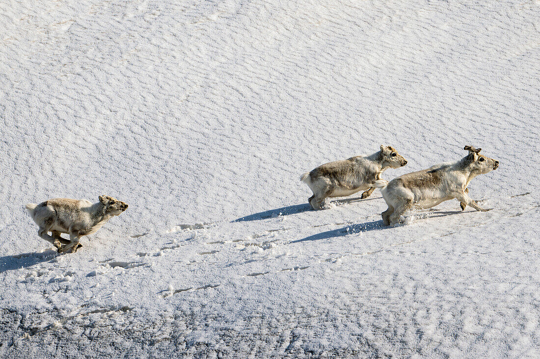  Spitsbergen reindeer in their habitat, Spitsbergen, Svalbard, Norway, Arctic 