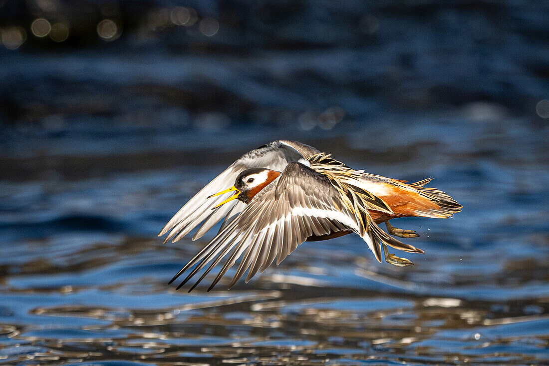  Thor&#39;s grouse (Phalaropus fulicarius) in arctic waters off Spitsbergen, Bellsund, Akselöya, Svalbard, Norway, Arctic 