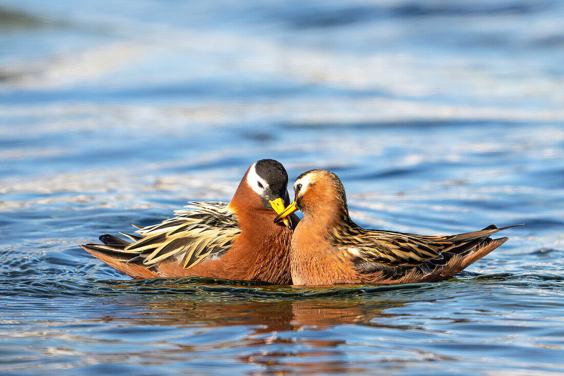  Thor&#39;s grouse (Phalaropus fulicarius) in arctic waters off Spitsbergen, Bellsund, Akselöya, Svalbard, Norway, Arctic 