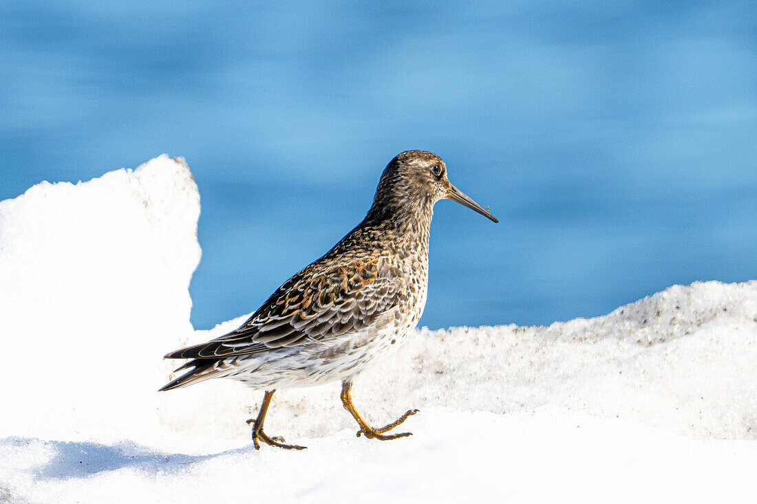  Purple Sandpiper (Calidris maritima), Spitsbergen, Svalbard, Norway, Arctic 