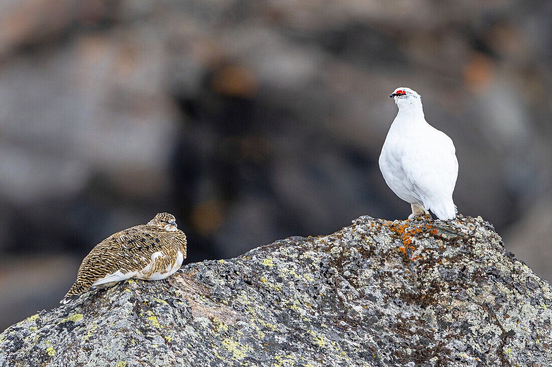  Rock Ptarmigan (Lagopus muta hyperborea) male and female in its habitat, Spitsbergen, Svalbard, Norway, Arctic 