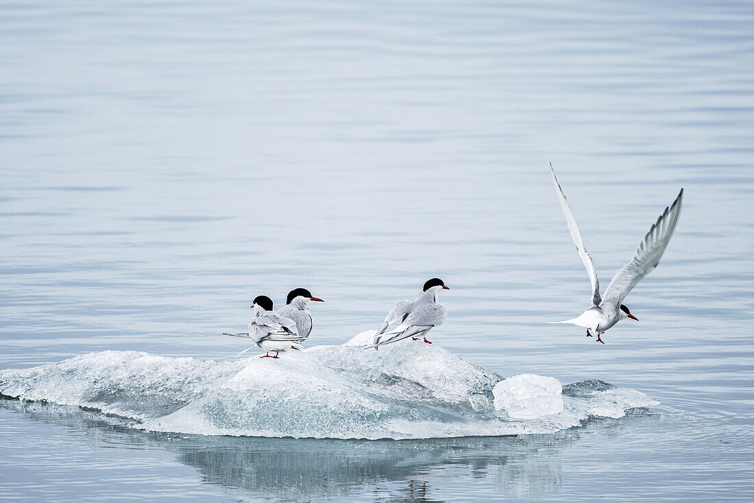 Küstenseeschwalben (Sterne paradisaea) im Kongsfjord, Spitzbergen, Svalbard, Norwegen, Arktis