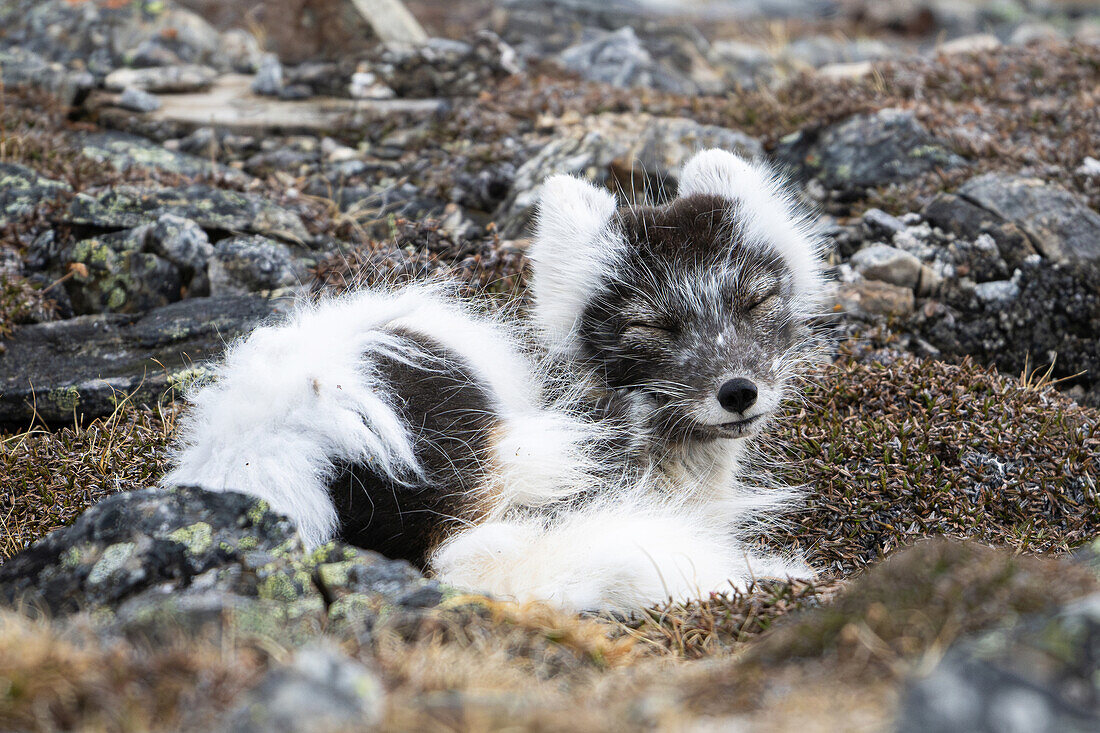  Arctic fox (Vulpes lagopus) moulting in its habitat, Spitsbergen, Svalbard, Norway, Arctic 