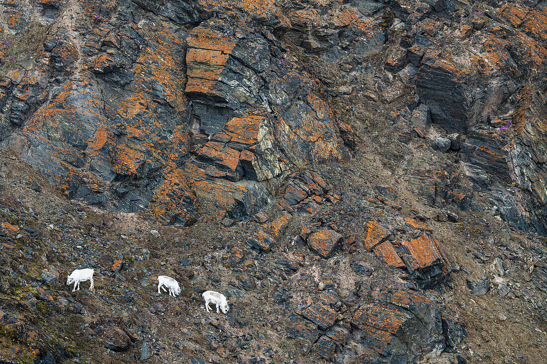  Spitsbergen reindeer (Rangifer tarandus platyrhynchus) in a rock face in Ossian Sarsfjellat, Spitsbergen, Svalbard, Norway, Arctic 