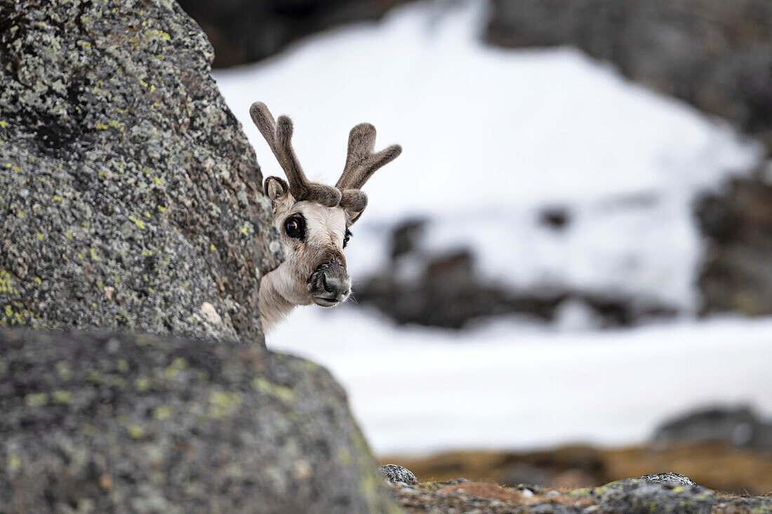  Svalbard reindeer (Rangifer tarandus platyrhynchus) looking out from behind a rock, Ossian Sarsfjellat, Spitsbergen, Svalbard, Norway, Arctic 