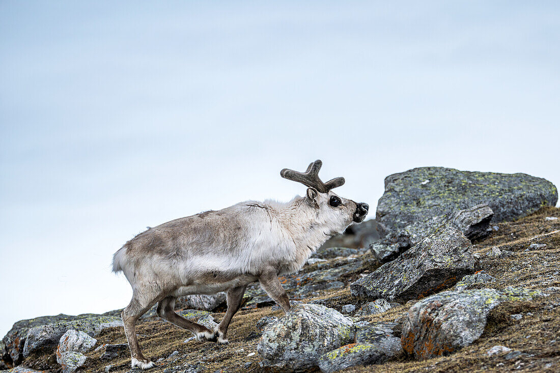  Spitsbergen reindeer (Rangifer tarandus platyrhynchus) migrating in Ossian Sarsfjellat, Spitsbergen, Svalbard, Norway, Arctic 