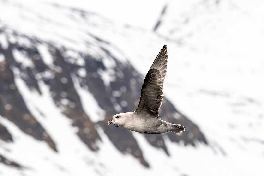  Fulmar in front of rock formation, Spitsbergen, Svalbard, Norway, Arctic 