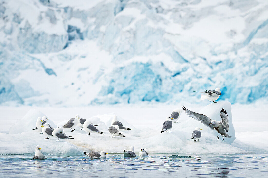 Dreizehenmöwen (Rissa tridactyla) an einem Gletscher  im Raudfjorden, Spitzbergen, Svalbard, Norwegen, Arktis