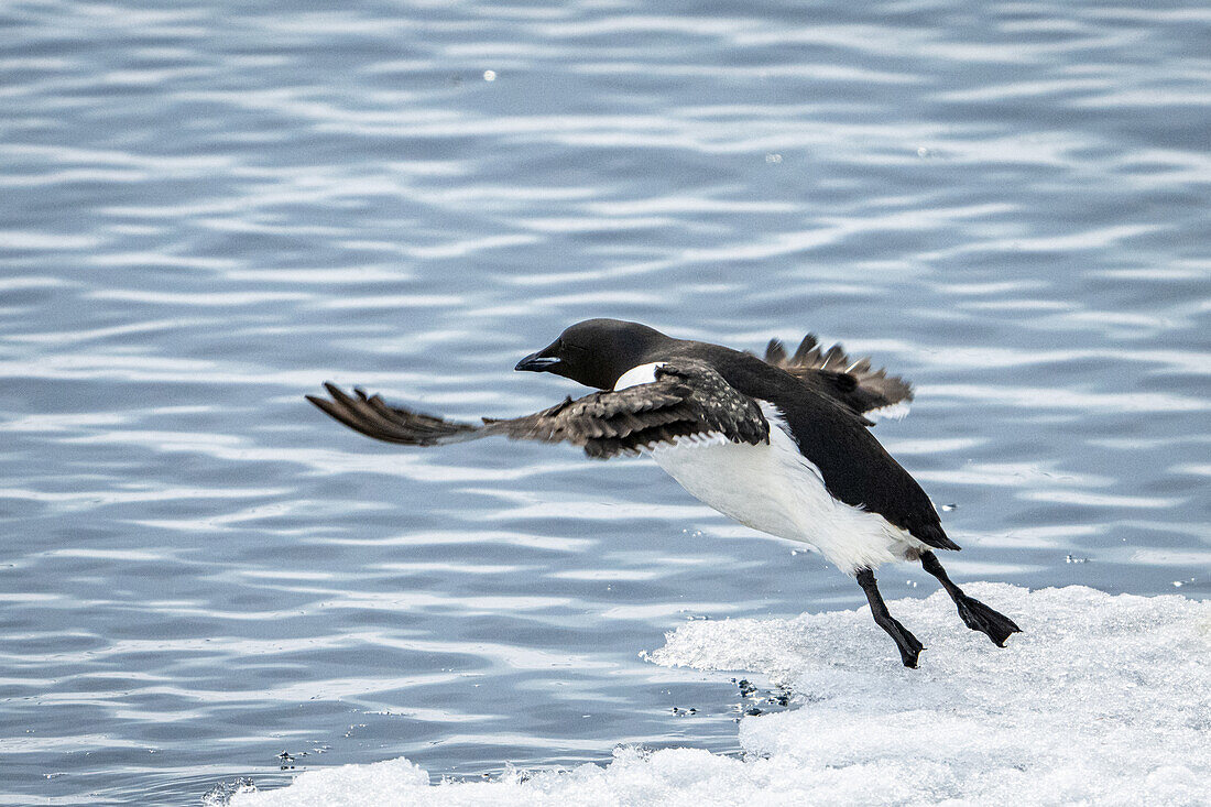  Common Guillemot (Uria aalge) in the North Polar Ocean, Spitsbergen, Svalbard, Norway, Arctic 