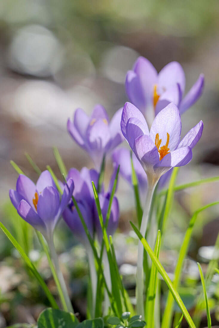  Crocuses in purple 