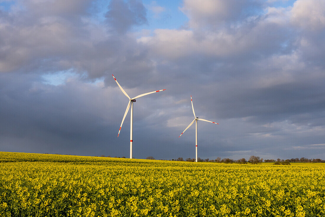  Wind farm surrounded by rapeseed fields, Ostholstein, Schleswig-Holstein, Germany 