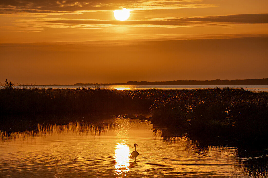  Morning mood in the Hohwacht Bay, Baltic Sea, Ploen district, Schleswig-Holstein, Germany 