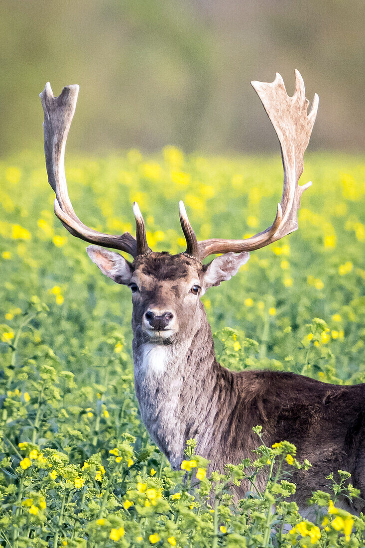 Damhirsch im Rapsfeld