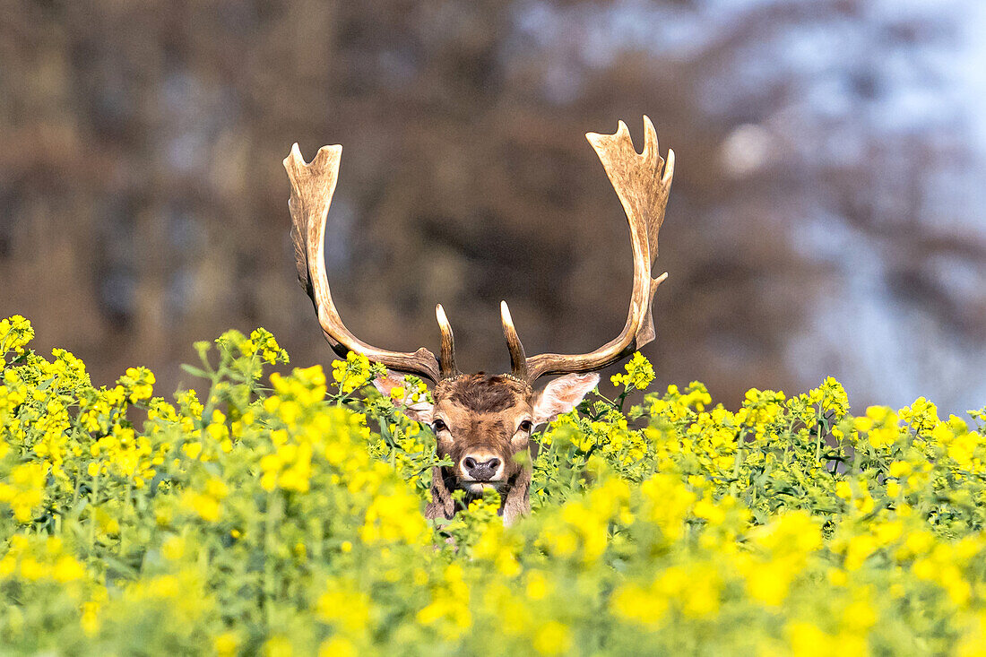  Fallow deer looks out from a yellow rapeseed field 