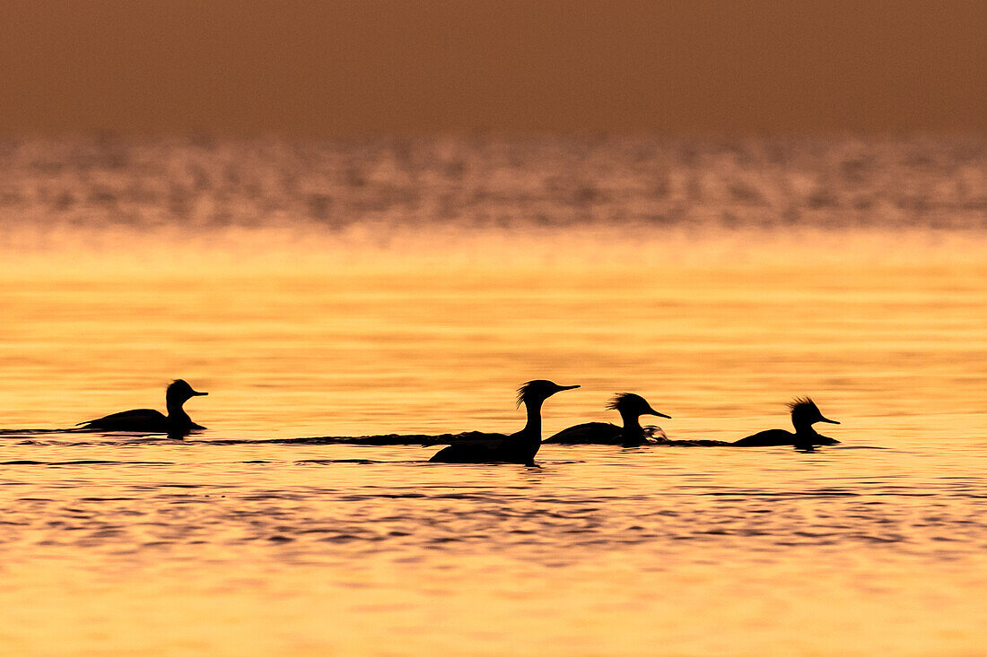  Goose Merganser (Mergus merganser) in the morning light on the Baltic Sea 