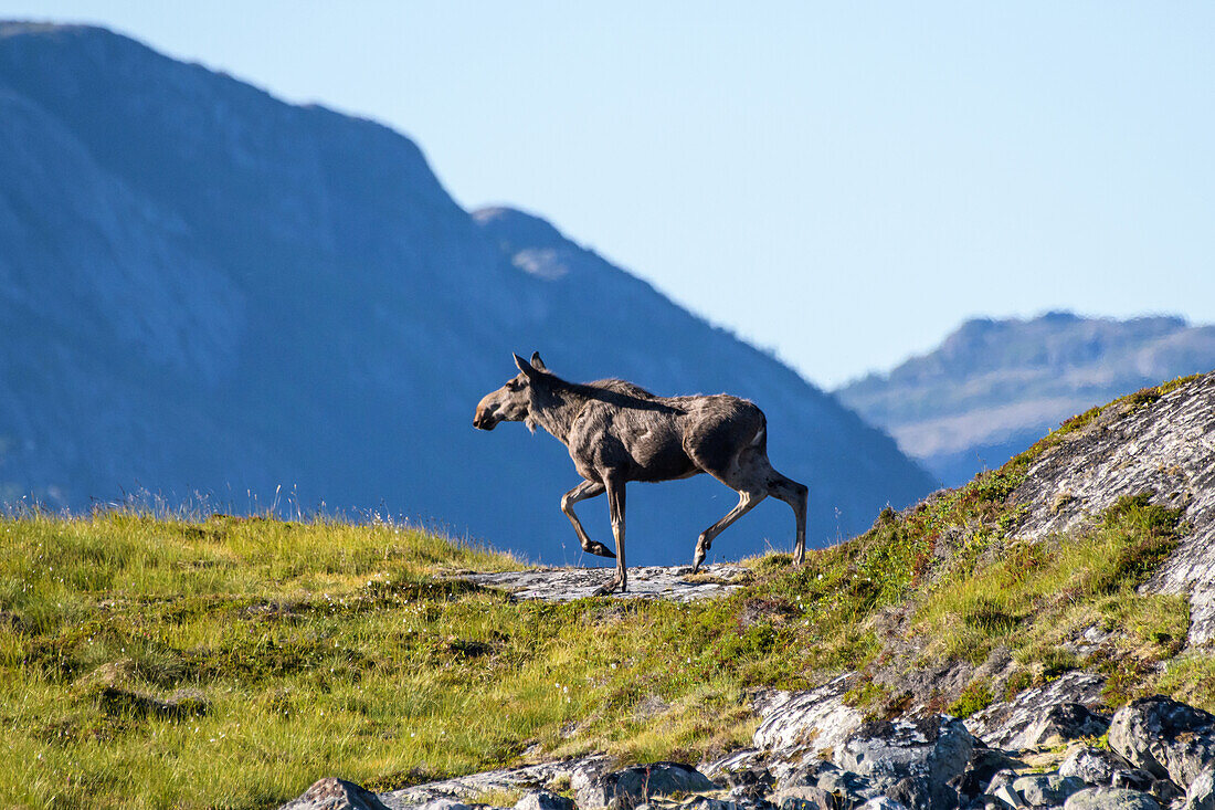 Elch in den norwegischen Bergen