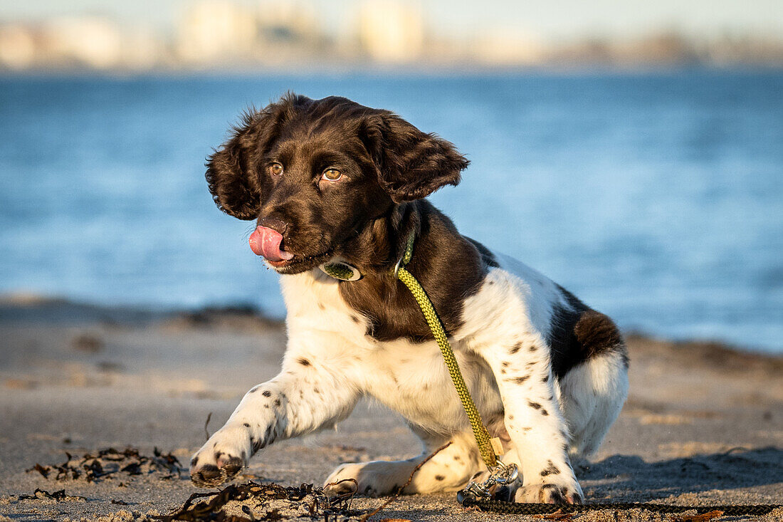 Hund, Kleiner Münsterländer schleckt sich das Maul am Ostseestrand