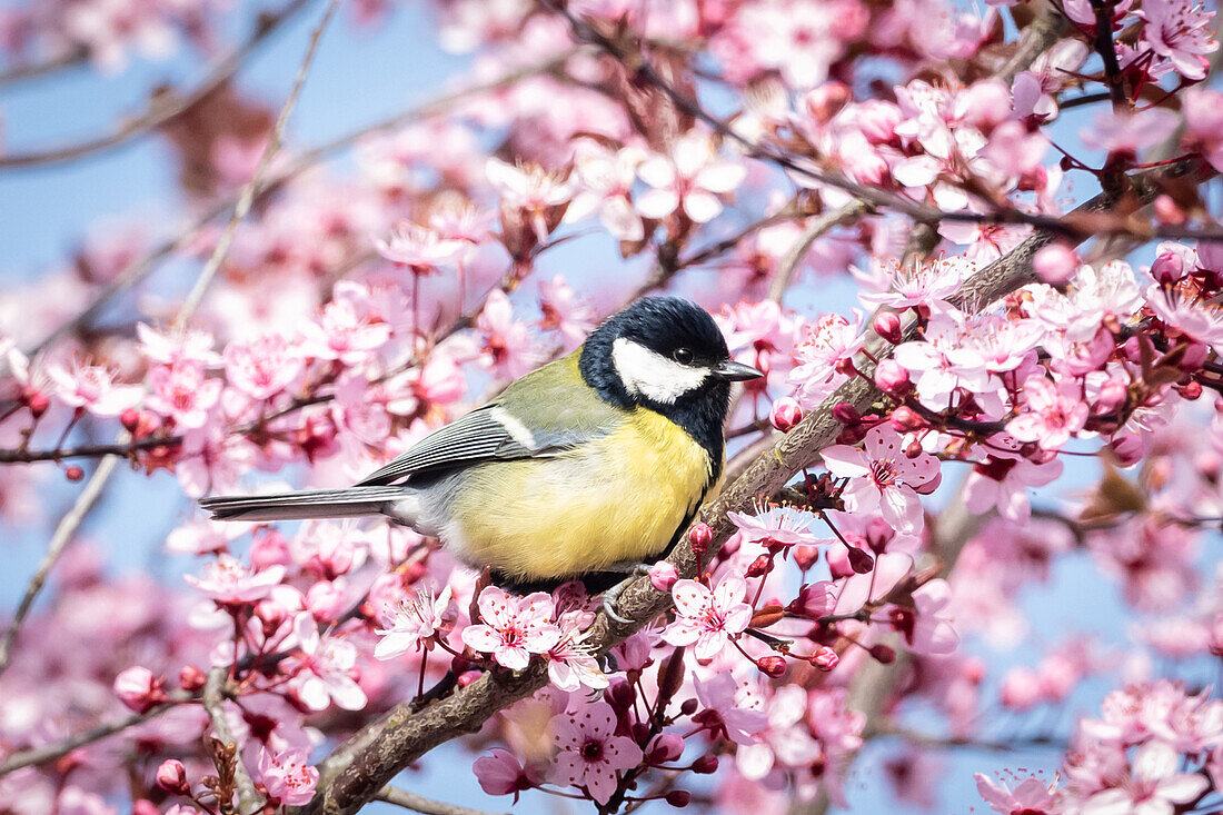 Kohlmeise inmitten von Blüten rosafarbener Zierpflaume