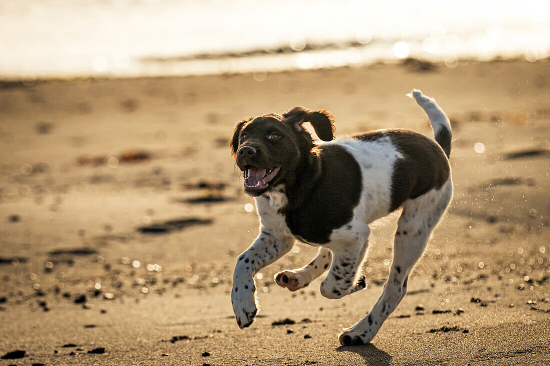 Hund, Kleiner Münsterländer im Morgenlicht am Ostseestrand