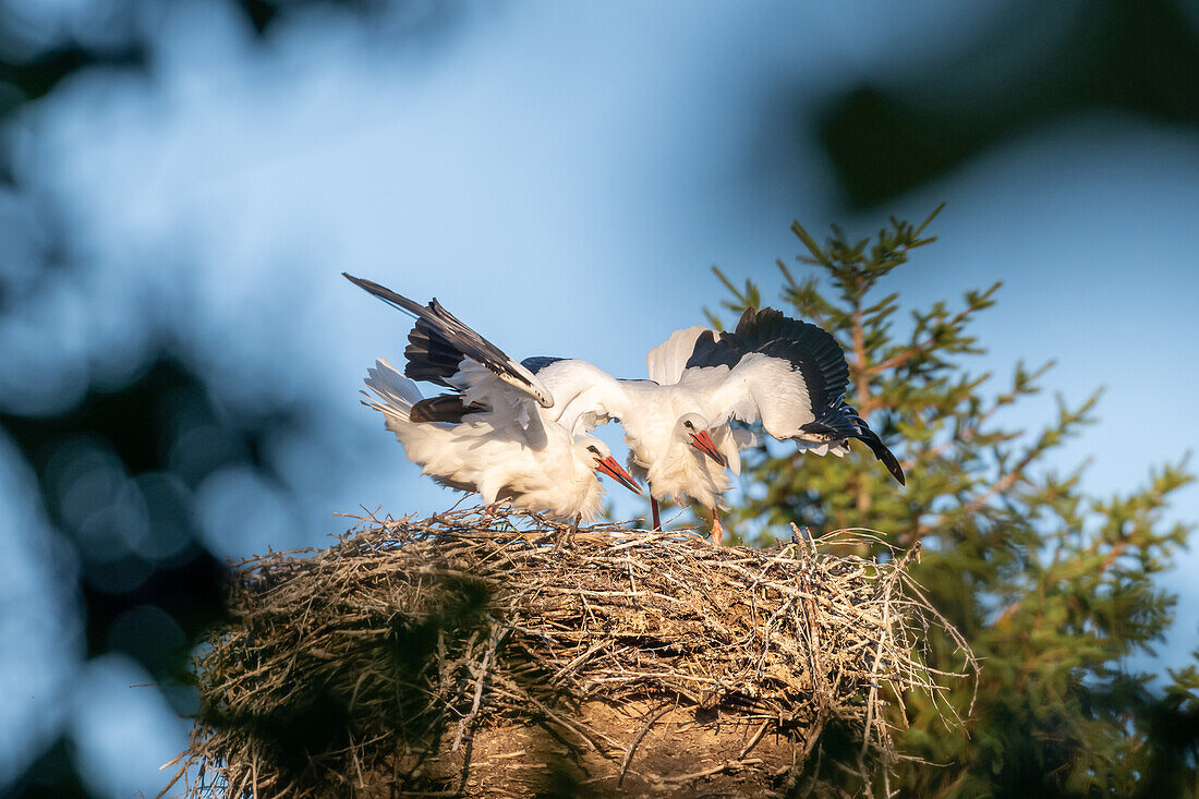  2 young storks practicing flight in the nest 