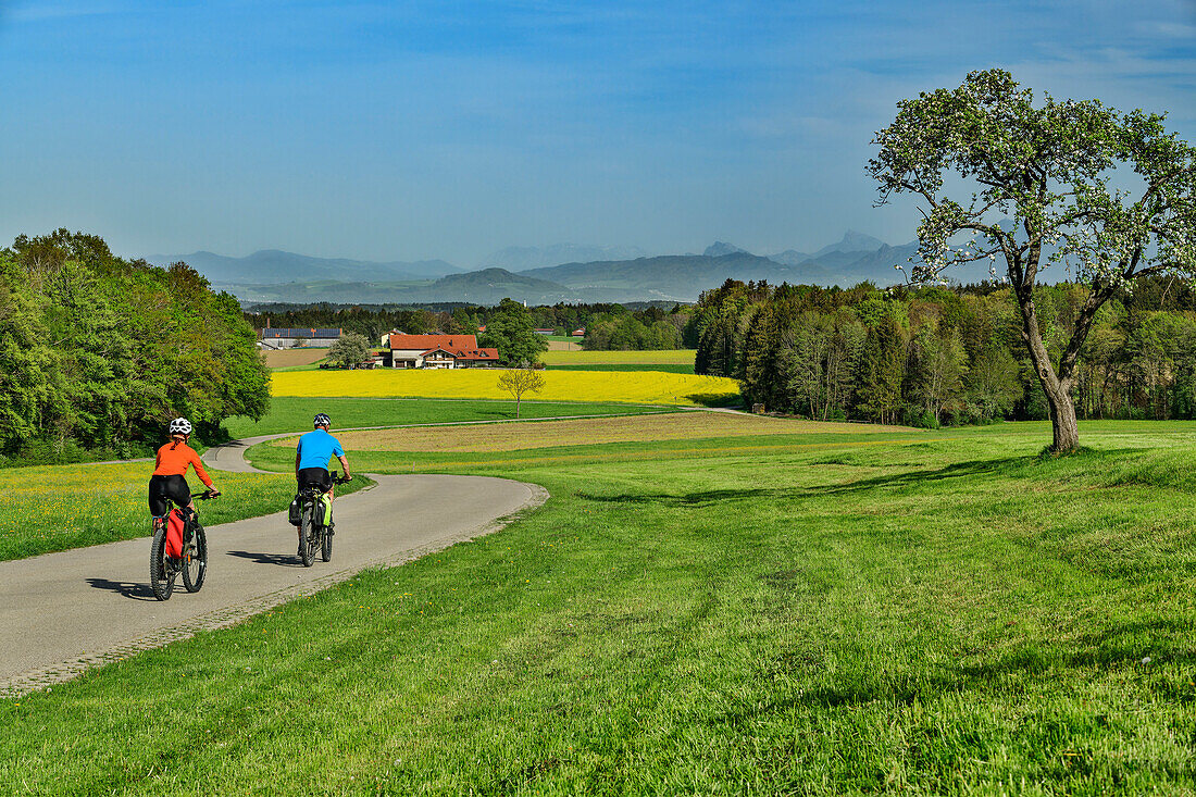  Man and woman cycling on the Lake Constance-Königssee cycle path, near Teisendorf, Upper Bavaria, Bavaria, Germany 