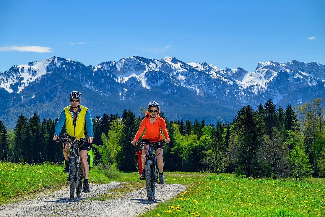  Man and woman on the Lake Constance-Königssee cycle path cycling through the Gaißacher Filzn, Bavarian Alps in the background, Bad Tölz, Upper Bavaria, Bavaria, Germany 