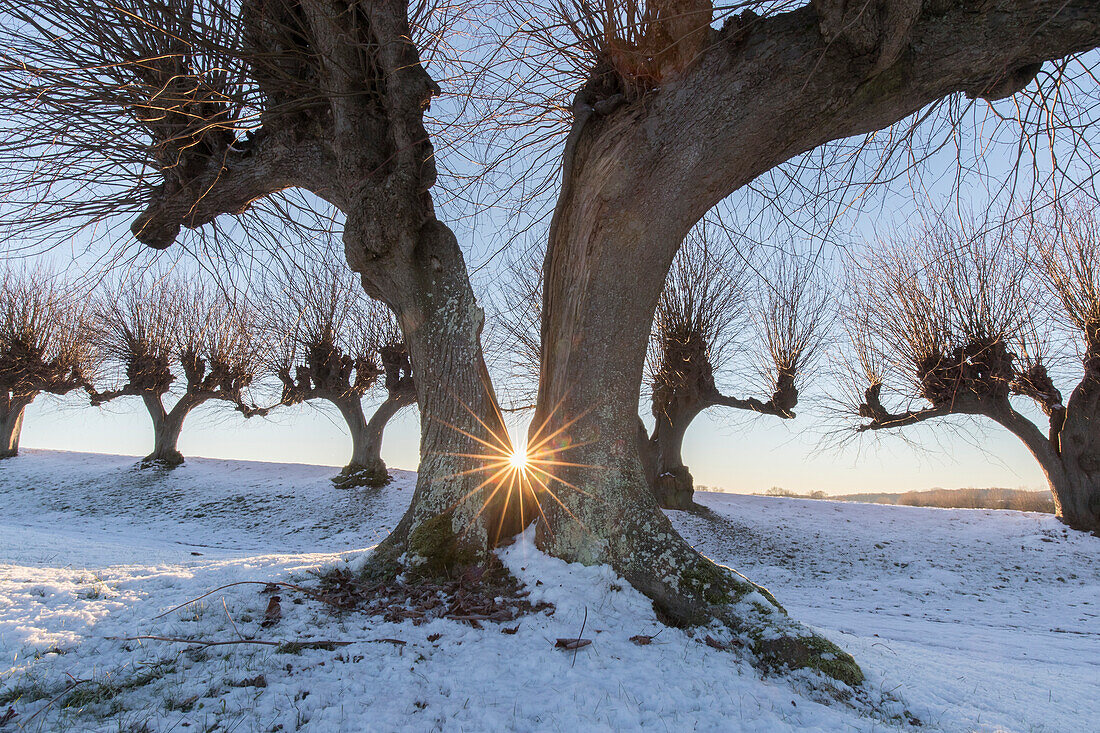 Holländische Linde, Tilia europaea, Allee, Mecklenburg-Vorpommern, Deutschland