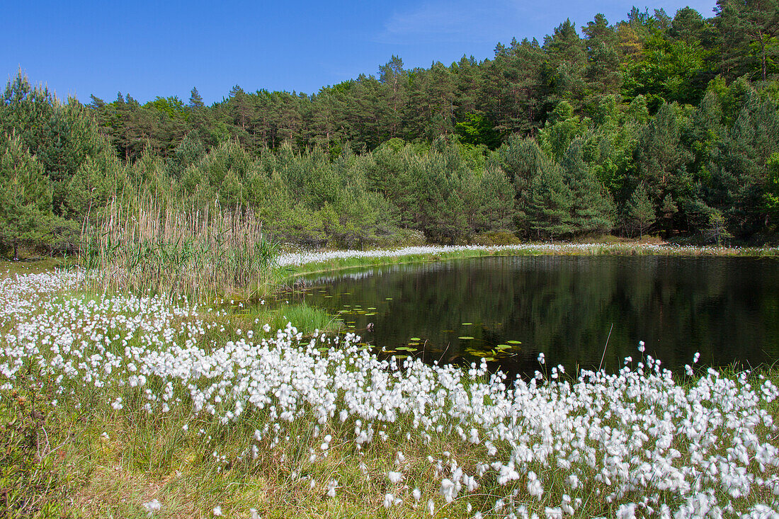 Wollgras am Mümmelkensee, Insel Usedom, Mecklenburg-Vorpommern, Deutschland