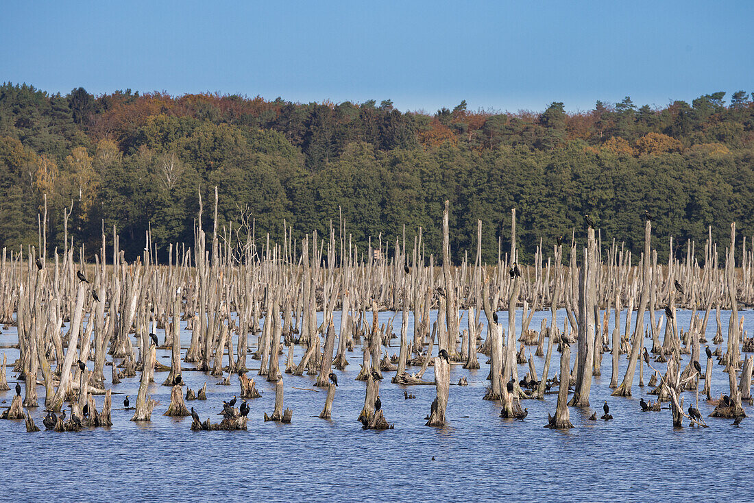  Dead forest in the Nedderbruch in the former Pinnow Polder, Mecklenburg-Vorpommern, Germany 