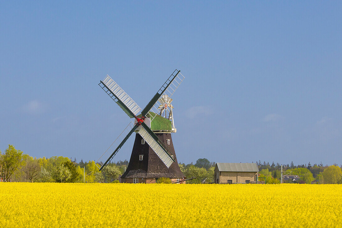  Dutch windmill Roevershagen, Mecklenburg-Vorpommern, Germany 