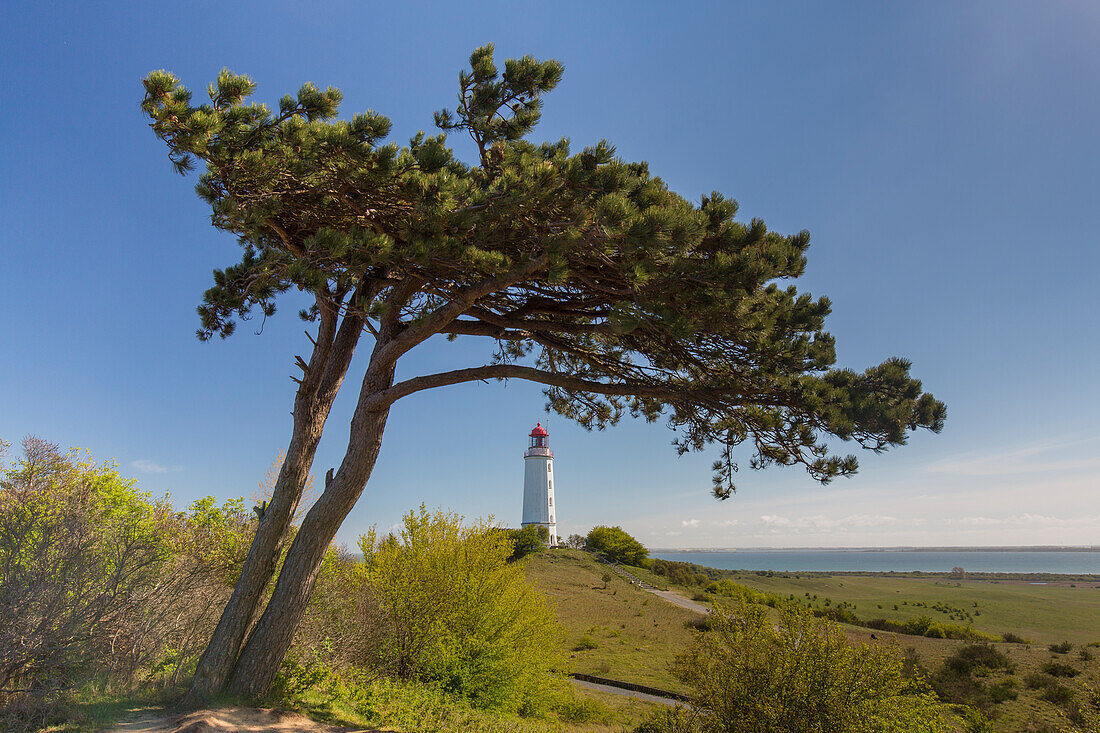 Leuchtturm Dornbusch, Hiddensee, Nationalpark Vorpommersche Boddenlandschaft, Mecklenburg-Vorpommern, Deutschland