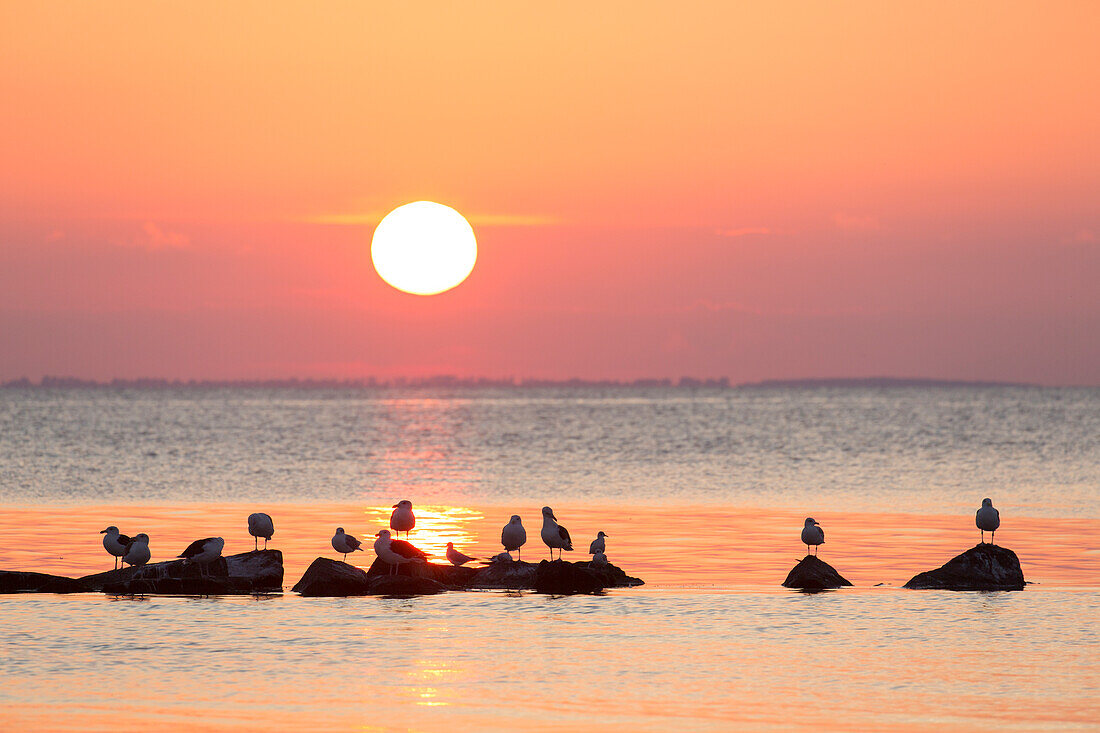 Möwen im Sonnenuntergang, Insel Rügen, Mecklenburg-Vorpommern, Deutschland