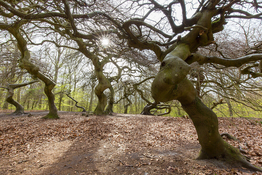  Suentel beech, Fagus sylvatica, deformed trees in the witches&#39; forest, island of Ruegen, Mecklenburg-Western Pomerania, Germany 