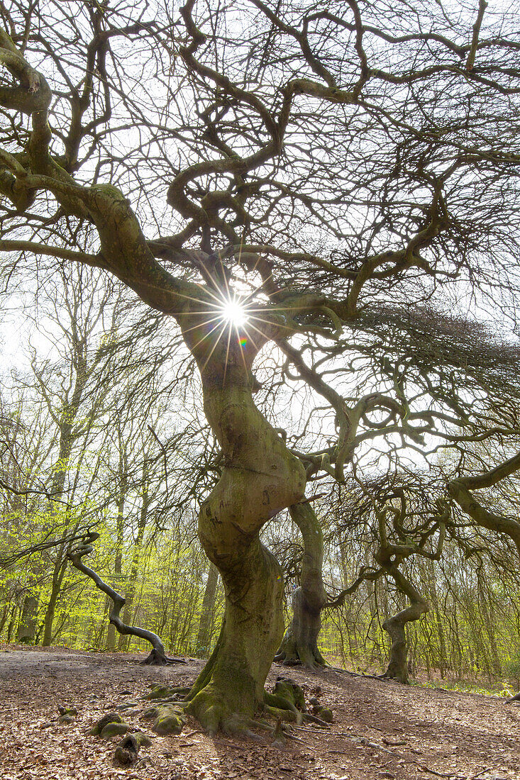 Suentelbuche, Fagus Sylvatica, verformte Baeume im Hexenwald, Insel Rügen, Mecklenburg-Vorpommern, Deutschland