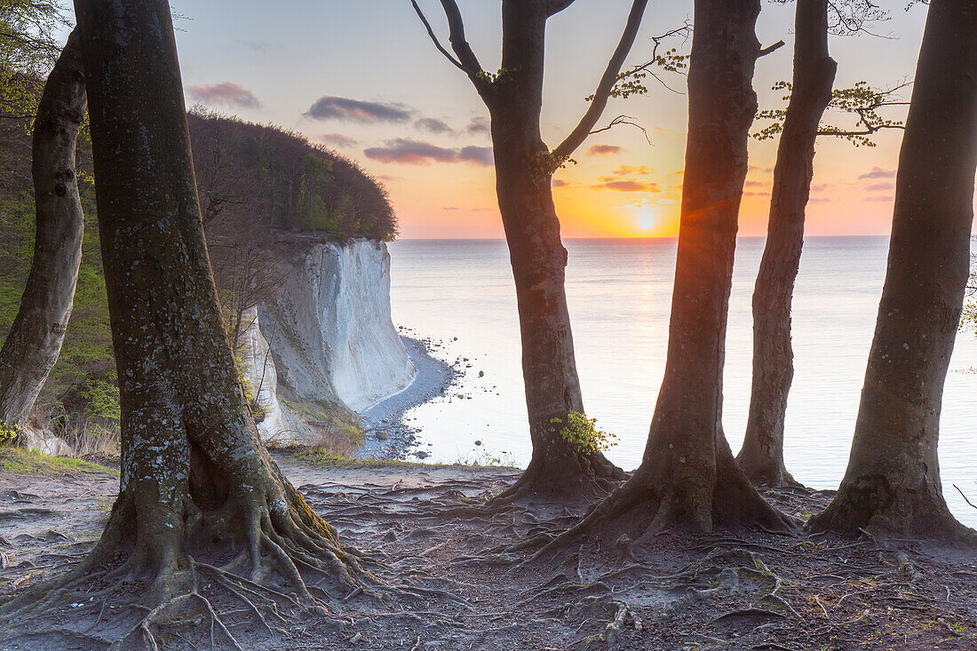 Morgenstimmung an den Kreidefelsen, Nationalpark Jasmund, Insel Rügen, Mecklenburg-Vorpommern, Deutschland