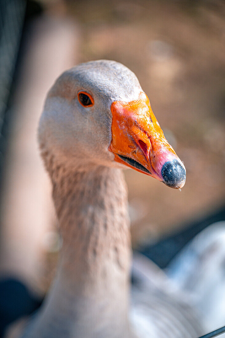  Portrait of a German domestic goose (Anser anser), Bad Kösen, Saxony-Anhalt, Germany 